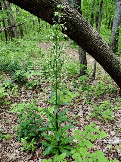 {Frasera caroliniensis}